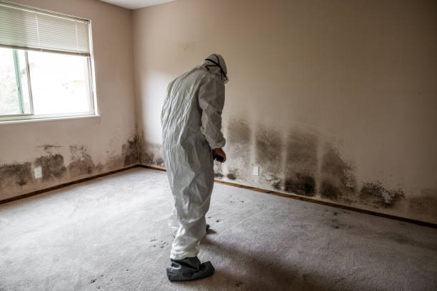 Pismo Beach, CA Mold Remediation Company